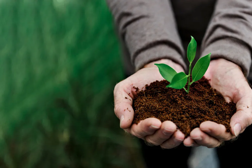 Community tree plantation