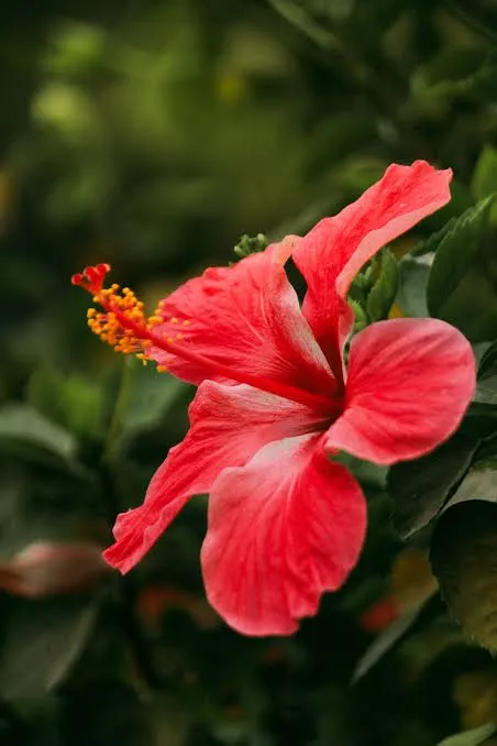 Hibiscus botanical ingredient