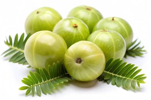 Amla botanical ingredient