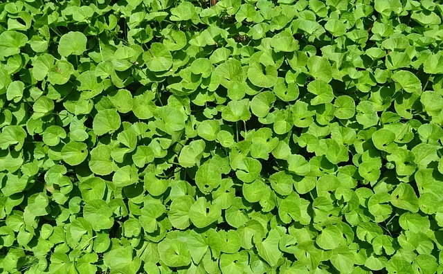 Brahmi botanical ingredient